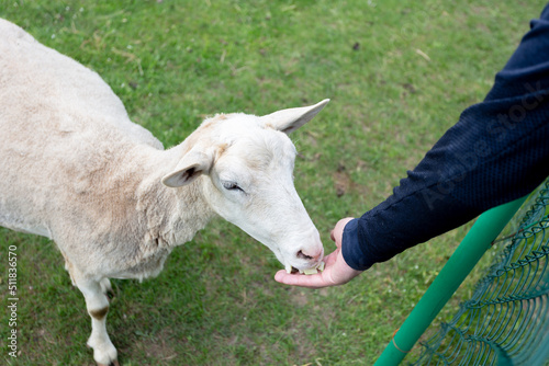a man feeds a white sheep at the zoo