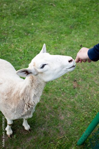 a man feeds a white sheep at the zoo