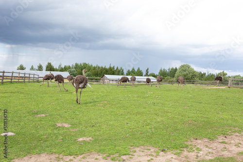 ostriches in the zoo in summer