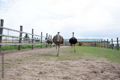 ostriches in the zoo in summer