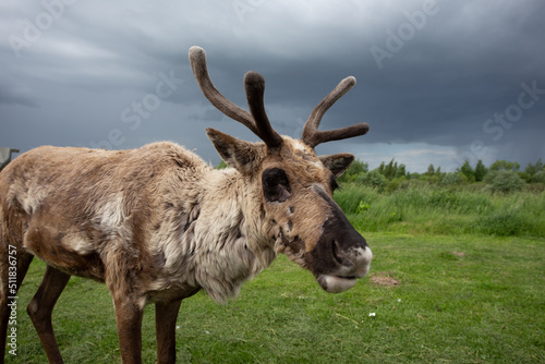 a young deer in a pen against a gloomy sky