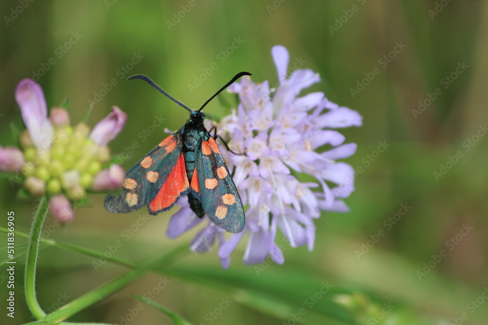 délicatesse, antennes, pois, fond d'écran, arrière plan, papillon, insecte, nature, fleur, macro, été, animal, ailes, beauté, ailes, orange, noir, jardin, faune, mouche, gros plan, coloré, plante, rou délicatesse, antennes, pois, fond d'écran, arrière plan, papillon, insecte, nature, fleur, macro, été, animal, ailes, beauté, ailes, orange, noir, jardin, faune, mouche, gros plan, coloré, plante, rou