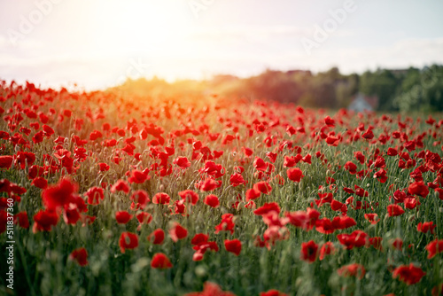Red poppy field in Europe during summer sunset.