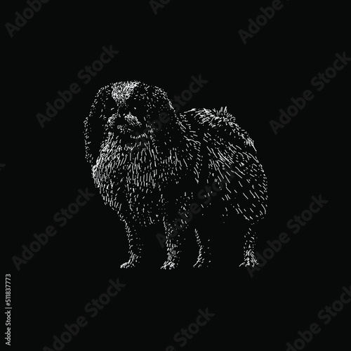 Japanese Chin hand drawing vector illustration isolated on black background