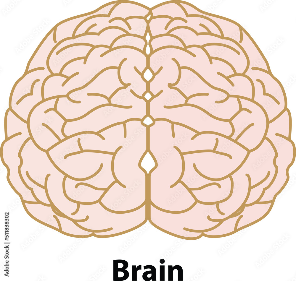 human brain anatomy