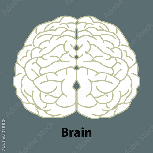 human brain anatomy