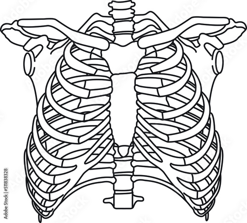 human Ribcage Skeleton on white background. breast bone