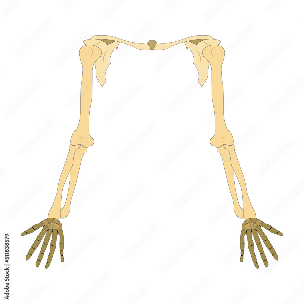 human hand bone. on white background. vector illustration human hand bone. on white background. vector illustration