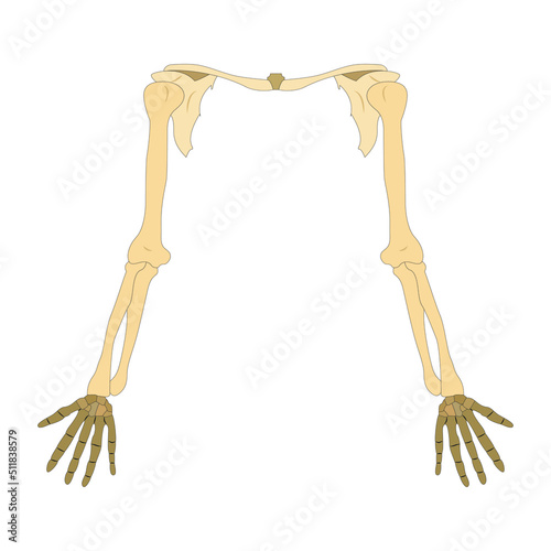 human hand bone. on white background. vector illustration
