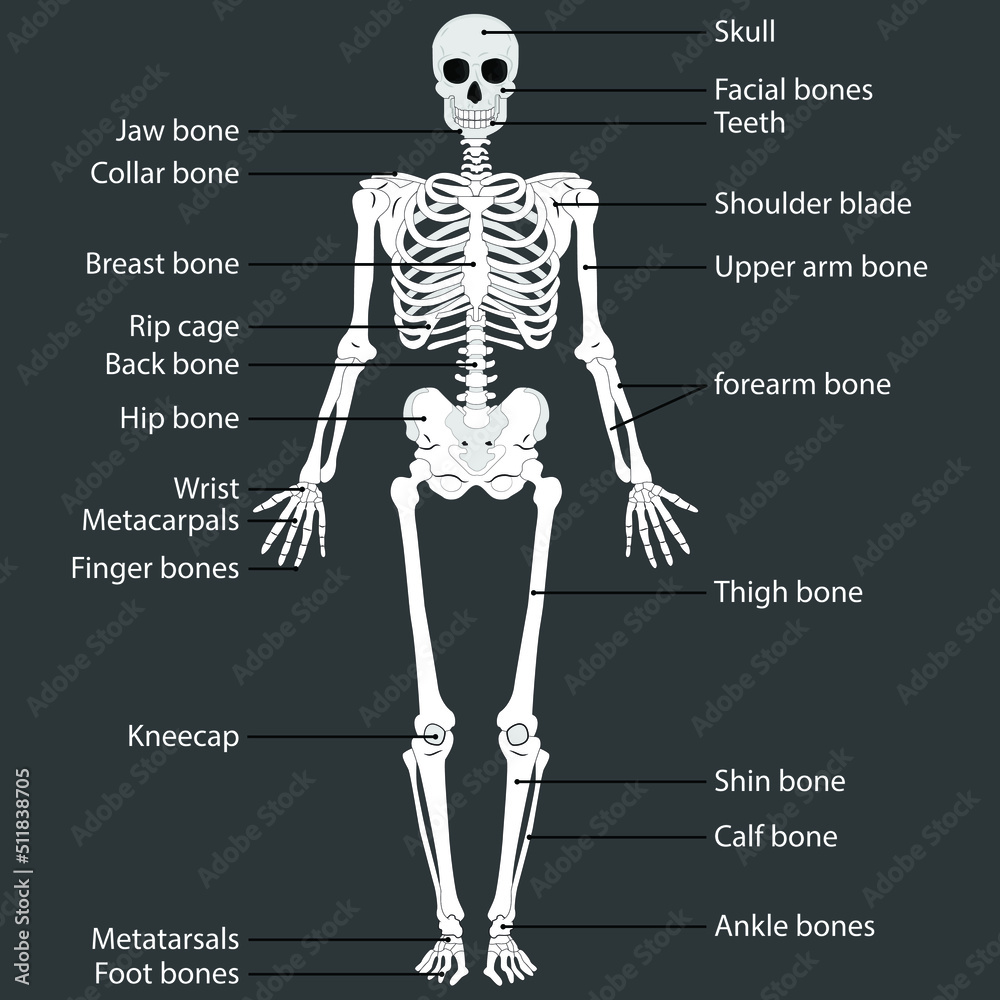 Human body and skeletal system. medically accurate illustration of the human skeleton. Educational anatomy materials. Vector illustration