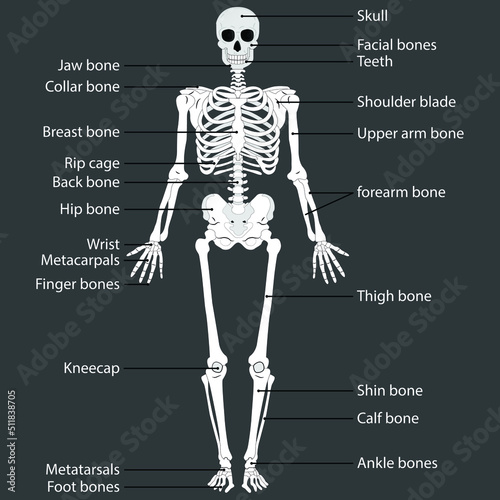 Human body and skeletal system. medically accurate illustration of the human skeleton. Educational anatomy materials. Vector illustration