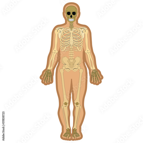 skeleton and bones inside body. Educational anatomy materials. Vector illustration