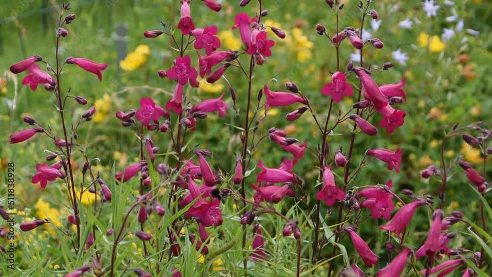 Natural background with pink flowers of beardtongues swinging in the wind Natural background with pink flowers of beardtongues swinging in the wind