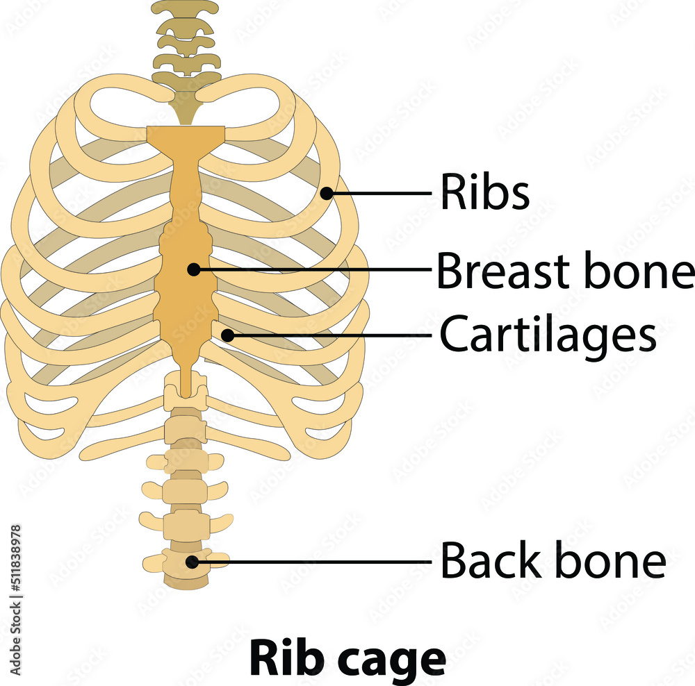 anatomically human ribcage. White background vector illustration ...