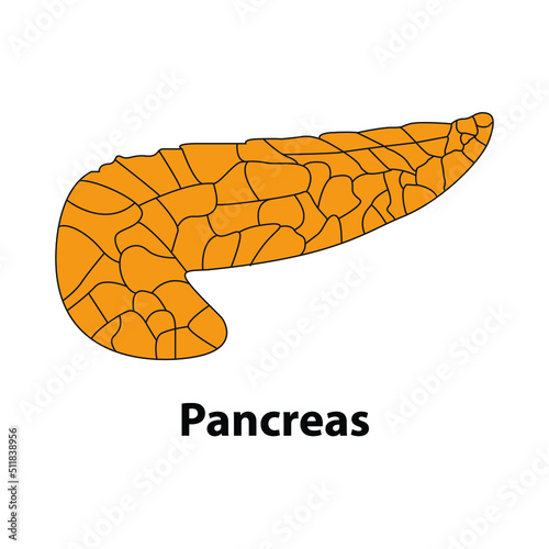 The human body's internal organ pancreas.  Medical illustration of the internal organs. vector. on white background