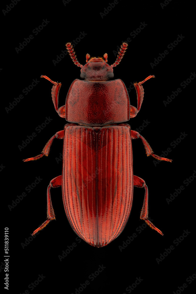 Darkling beetle (Uloma culinaris) entomology specimen with spreaded