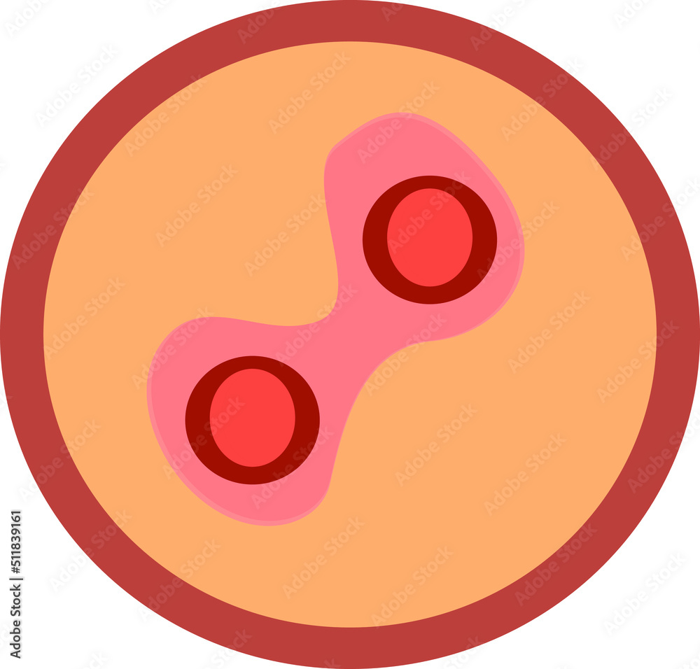The human embryo is the egg. Illustration of human.
Vector diagram for science and medical use. The human embryo is the egg. Illustration of human.
Vector diagram for science and medical use.