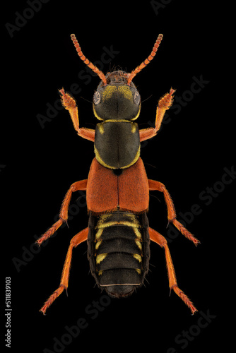 Rove beetle (Staphylinus caesareus) entomology specimen with spreaded legs and antennae isolated on pure black background. Studio lighting. Macro photography.