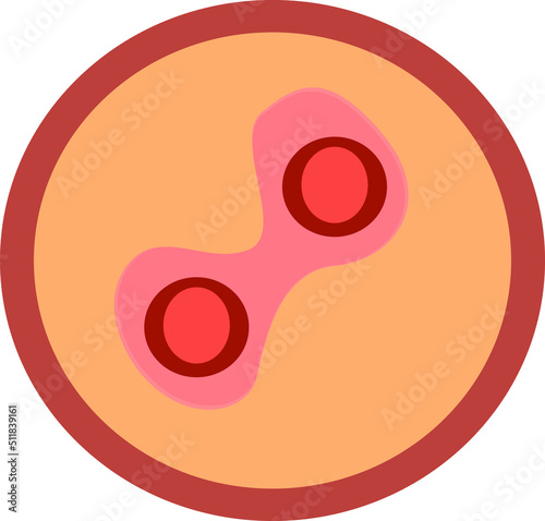 The human embryo is the egg. Illustration of human.
 Vector diagram for science and medical use.