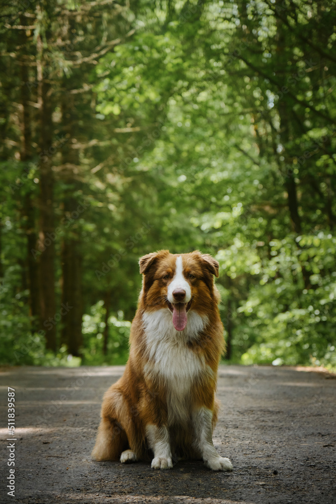 Dog Friendly Park. Brown Australian Shepherd puppy with white breast and stripe on head sits on forest road in summer and poses with tongue sticking out. Dog in mixed green forest is resting on trail.