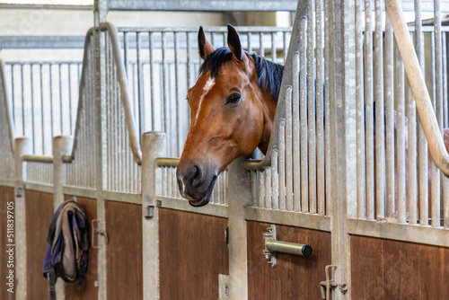 Horse in the stable close-up