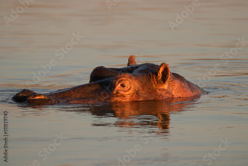The common hippopotamus (Hippopotamus amphibius) in St Lucia lake in South Africa.