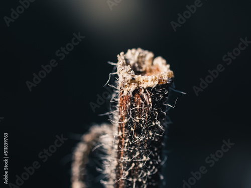 Close up of a branch
