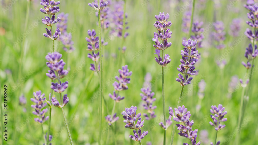 Obraz premium Lavender bushes close up Lavender bushes close up 33