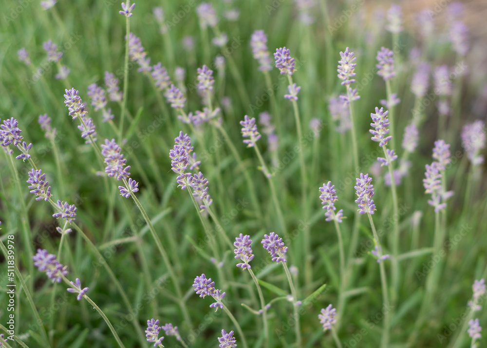 Obraz premium Lavender bushes close up Lavender bushes close up 66