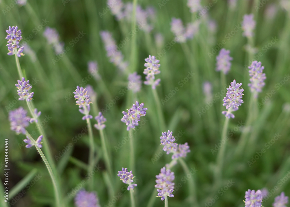 Lavender bushes close up Lavender bushes close up 77 Lavender bushes close up Lavender bushes close up 77
