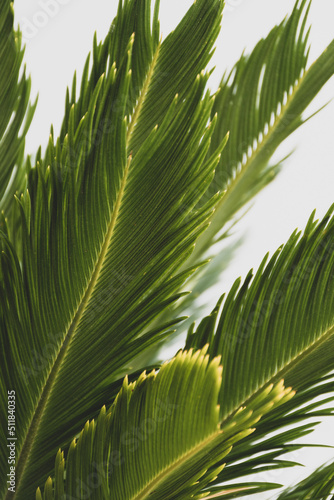 palm tree leaves nature background 