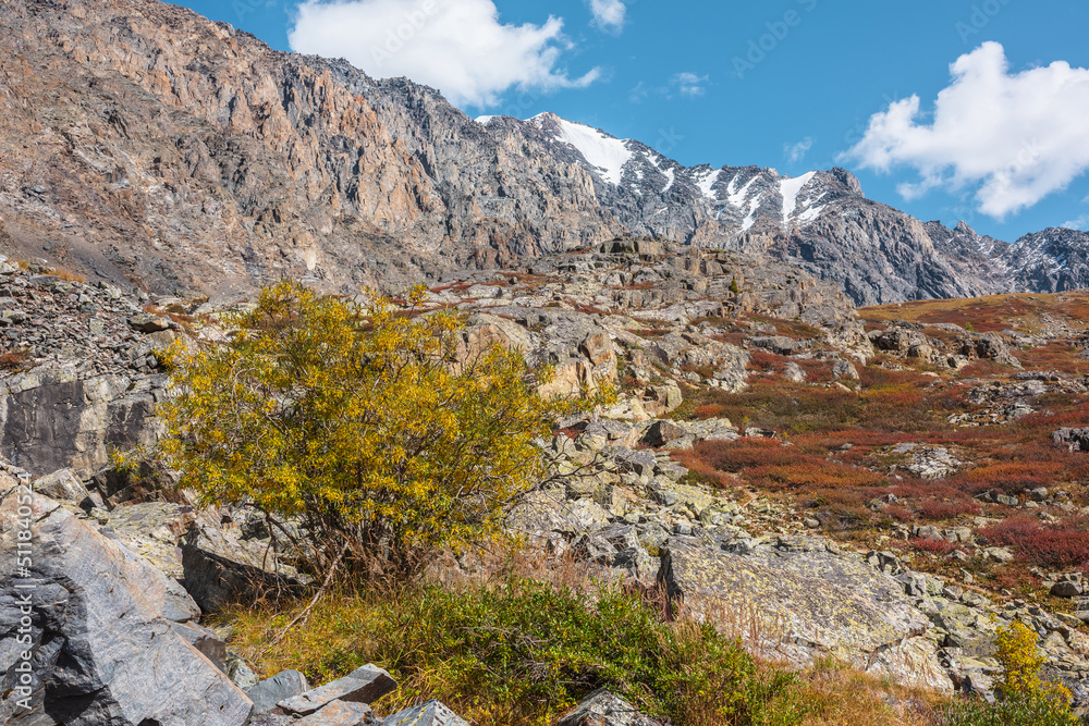 Colorful autumn landscape with willow tree among multicolor shrubs and sharp rocks in sunny day. Vivid autumn colors in high mountains. Motley mountain flora with view to rocky range in bright sun.