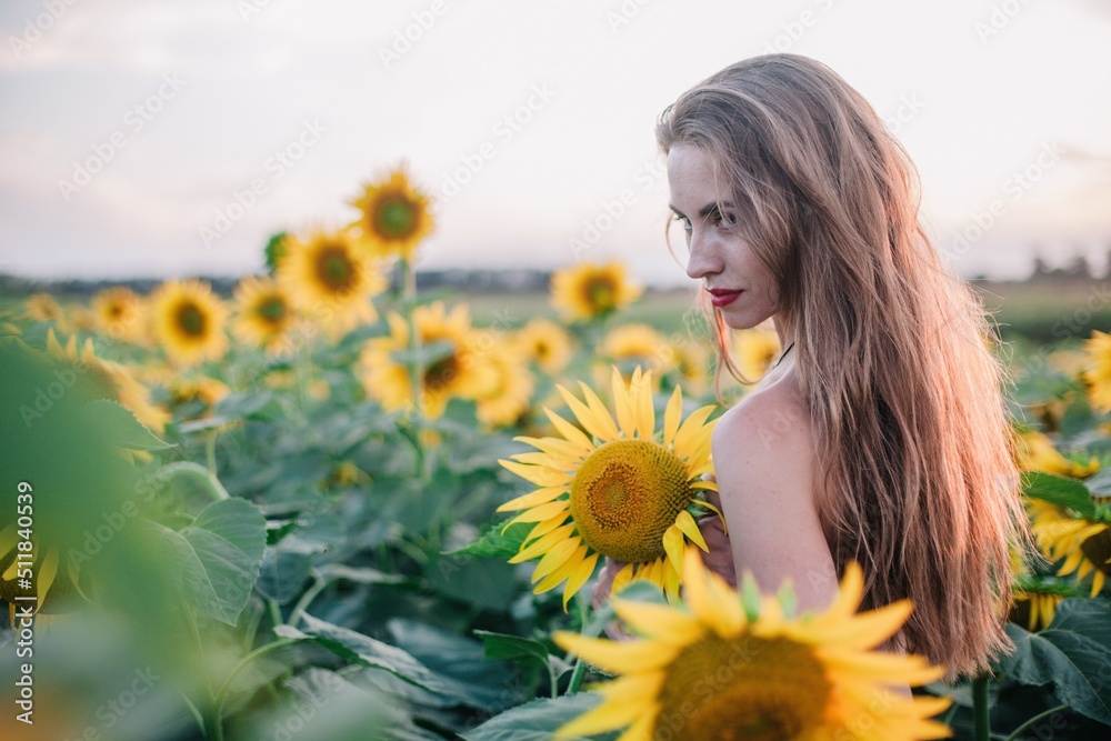 A young, naked, slender girl with loose hair covers her body with sunflowers in a field at sunset