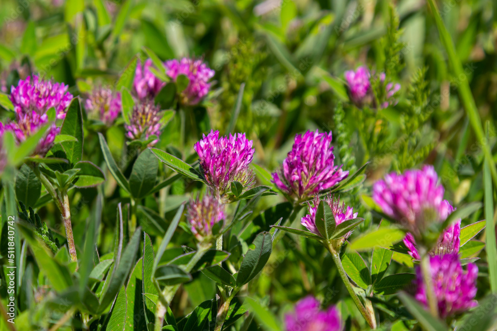 Dark pink flower. Red clover or Trifolium pratense inflorescence, close up. Purple meadow trefoil blossom with alternate, three leaflet leaves. Wild clover, flowering plant in the bean family Fabaceae Dark pink flower. Red clover or Trifolium pratense inflorescence, close up. Purple meadow trefoil blossom with alternate, three leaflet leaves. Wild clover, flowering plant in the bean family Fabaceae