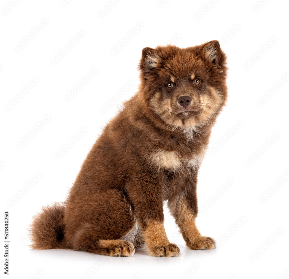 Obraz premium Finnish Lapphund in studio