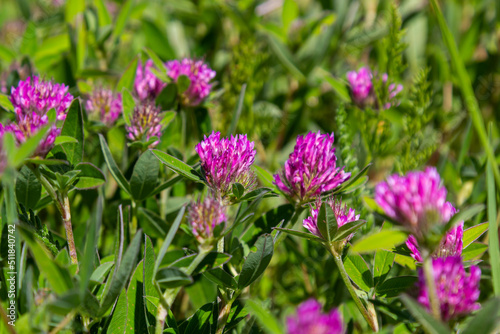 Dark pink flower. Red clover or Trifolium pratense inflorescence  close up. Purple meadow trefoil blossom with alternate  three leaflet leaves. Wild clover  flowering plant in the bean family Fabaceae