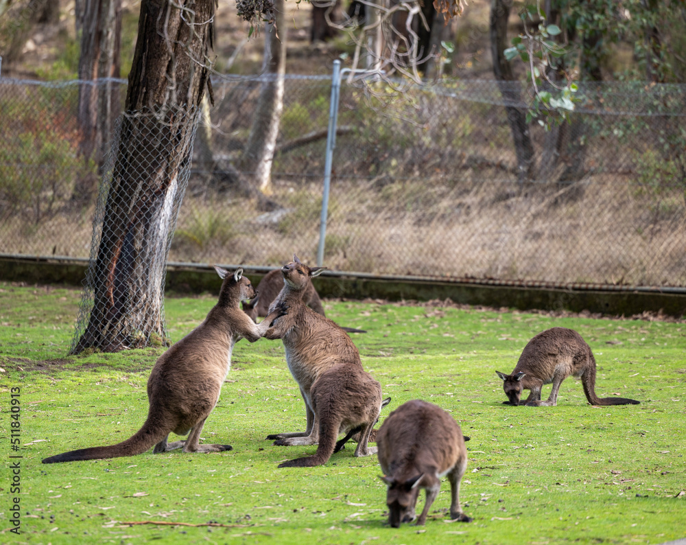 Big red kangaroo in a wildlife conservation park near Adelaide, South Australia Big red kangaroo in a wildlife conservation park near Adelaide, South Australia