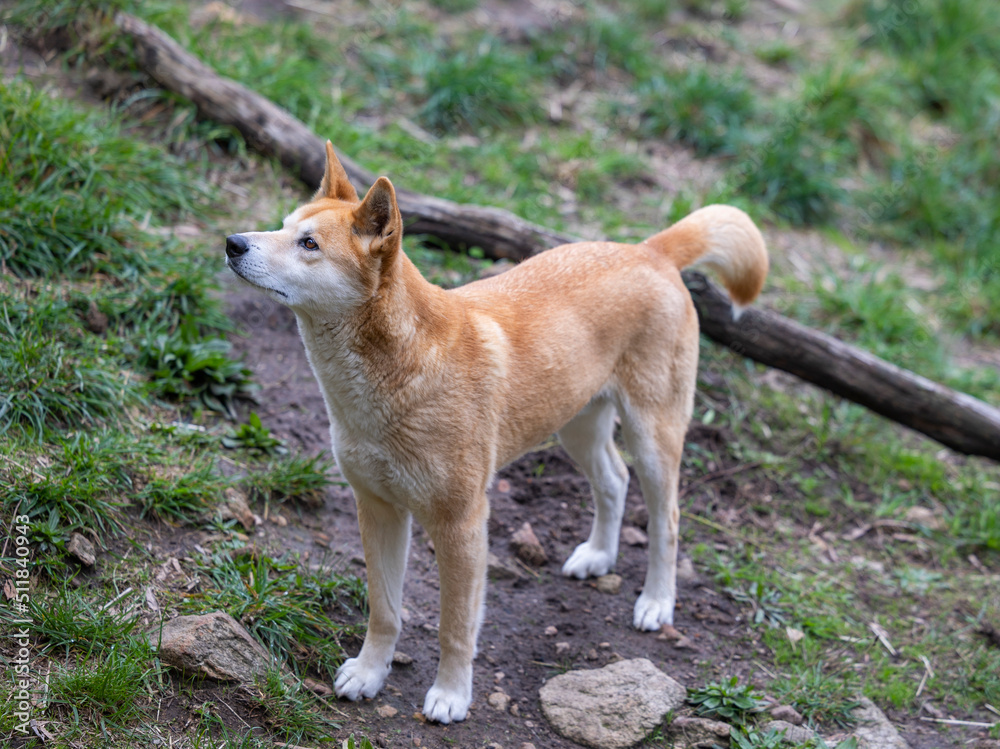 Dingo waiting to be fed at a wildlife conservation park near Adelaide, South Australia Dingo waiting to be fed at a wildlife conservation park near Adelaide, South Australia