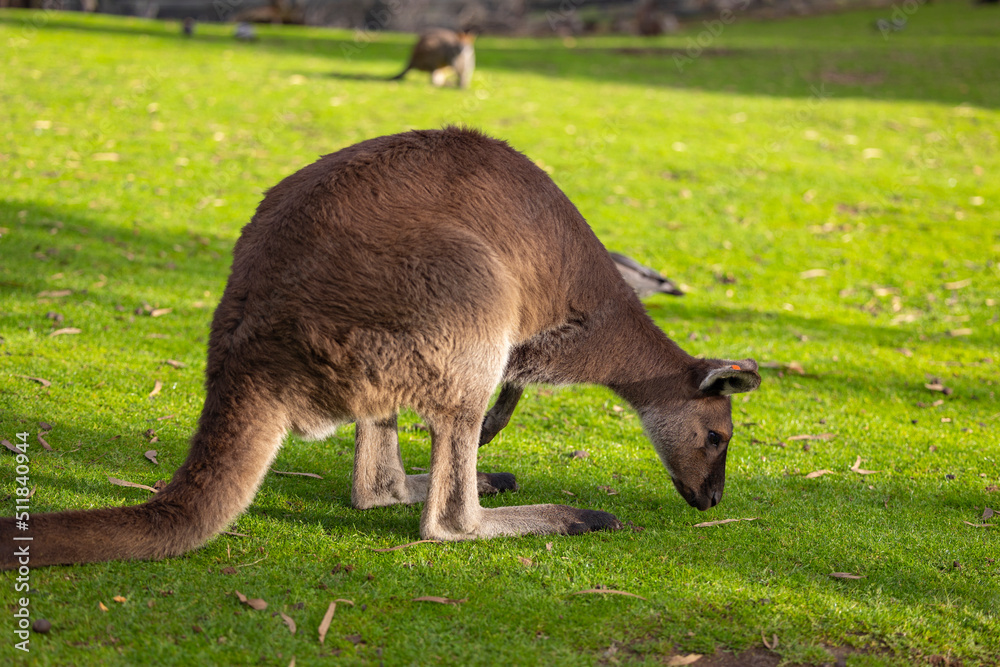 Big red kangaroo in a wildlife conservation park near Adelaide, South Australia Big red kangaroo in a wildlife conservation park near Adelaide, South Australia