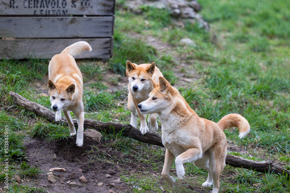 Pack of dingoes waiting to be fed at a wildlife conservation park near Adelaide, South Australia Pack of dingoes waiting to be fed at a wildlife conservation park near Adelaide, South Australia