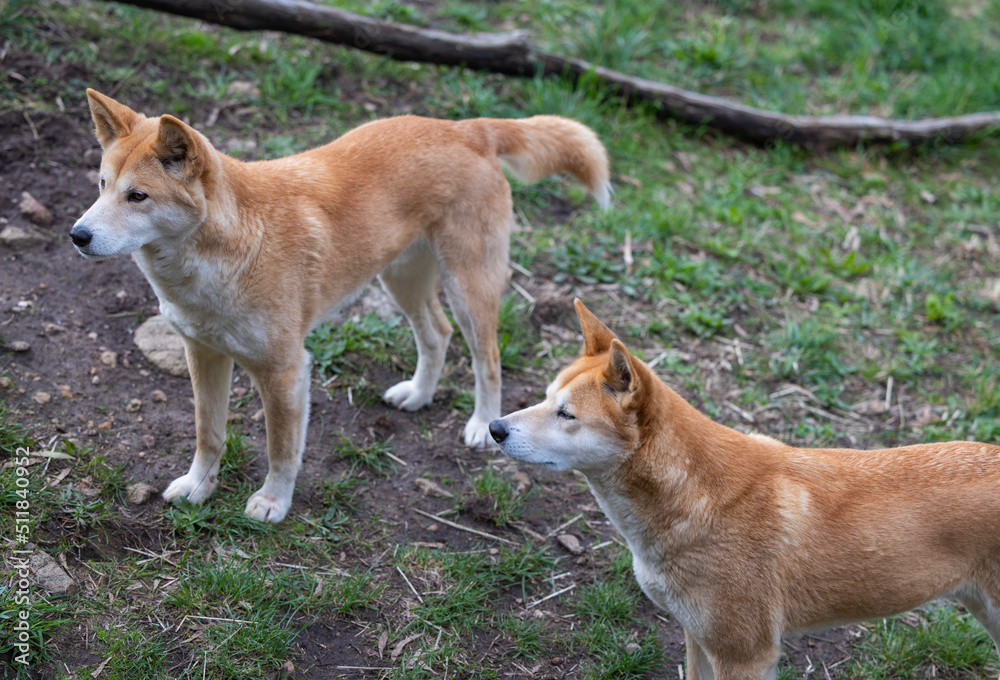 Pack of dingoes waiting to be fed at a wildlife conservation park near Adelaide, South Australia 