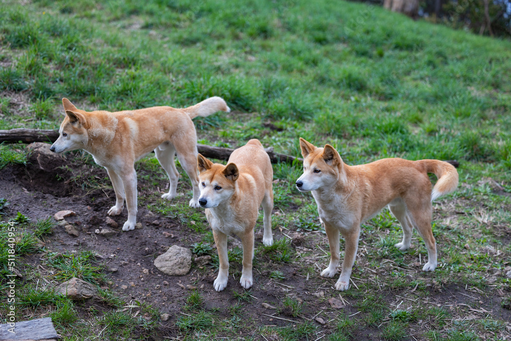 Pack of dingoes waiting to be fed at a wildlife conservation park near Adelaide, South Australia 