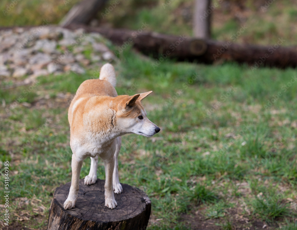 Dingo waiting to be fed at a wildlife conservation park near Adelaide, South Australia Dingo waiting to be fed at a wildlife conservation park near Adelaide, South Australia