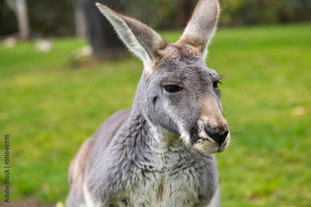 Close up of large grey Kangaroo in Cleland Conservation Park near Adelaide, South Australia