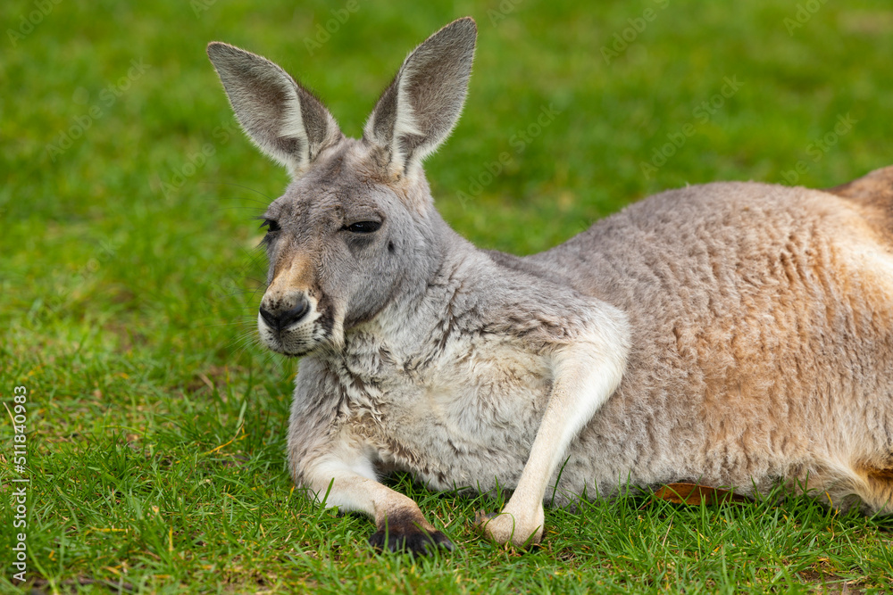 Close up of large grey Kangaroo in Cleland Conservation Park near Adelaide, South Australia