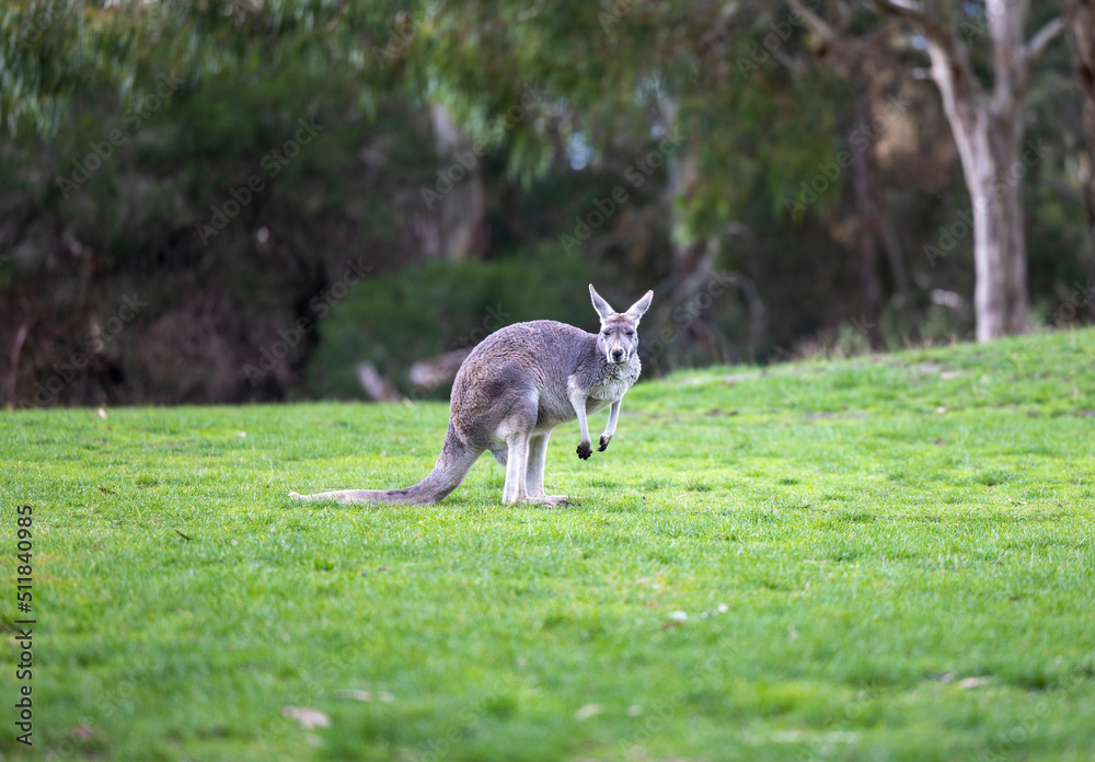 Large grey Kangaroo at a wildlife conservation park near Adelaide, South Australia Large grey Kangaroo at a wildlife conservation park near Adelaide, South Australia