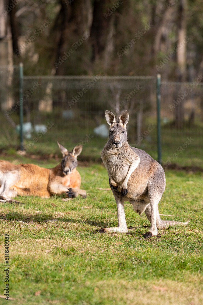 Large grey Kangaroo at a wildlife conservation park near Adelaide, South Australia Large grey Kangaroo at a wildlife conservation park near Adelaide, South Australia