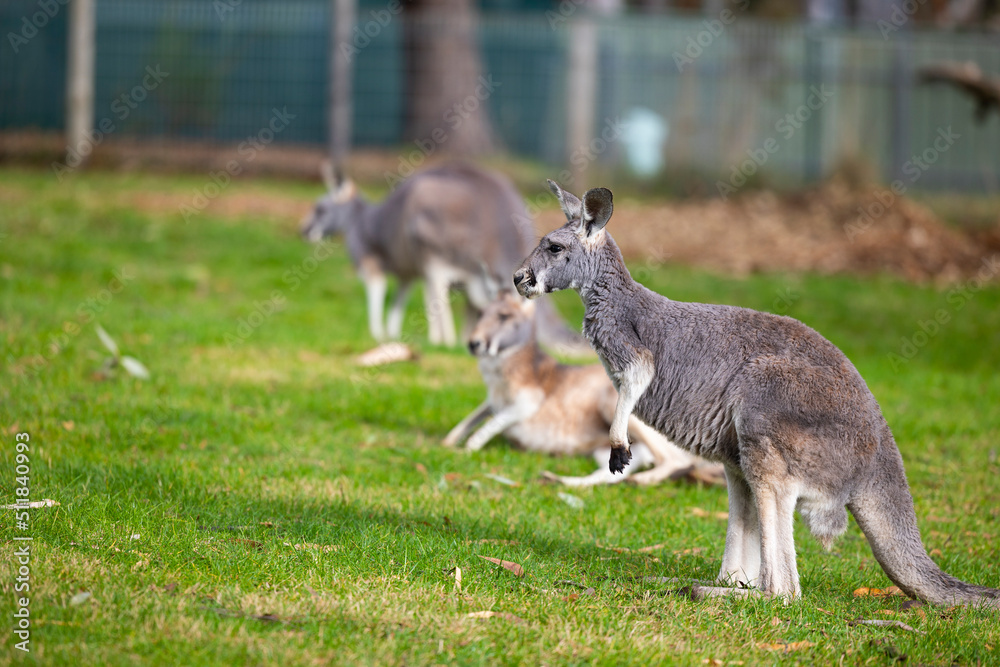 Large grey Kangaroo at a wildlife conservation park near Adelaide, South Australia