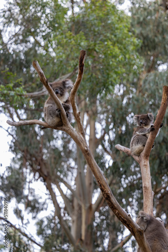 Koala sitting in a tree at the Cleland Conservation Park near Adelaide in South Australia
