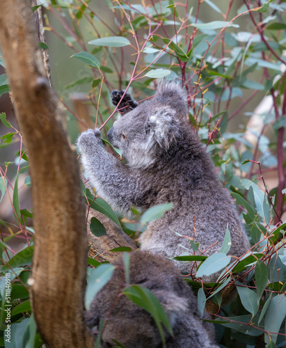 Koala sitting in a tree at the Cleland Conservation Park near Adelaide in South Australia